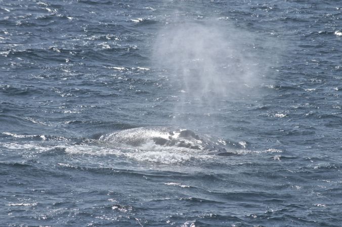 boston whale watch whales 6