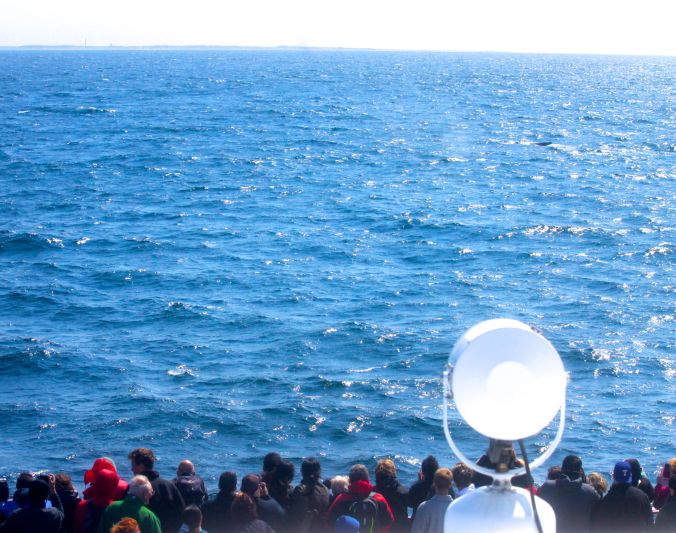 boston whale watching ship view