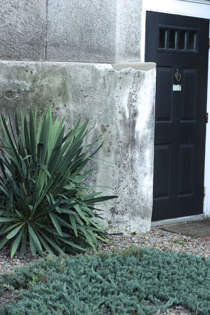 rhode island providence black door plants