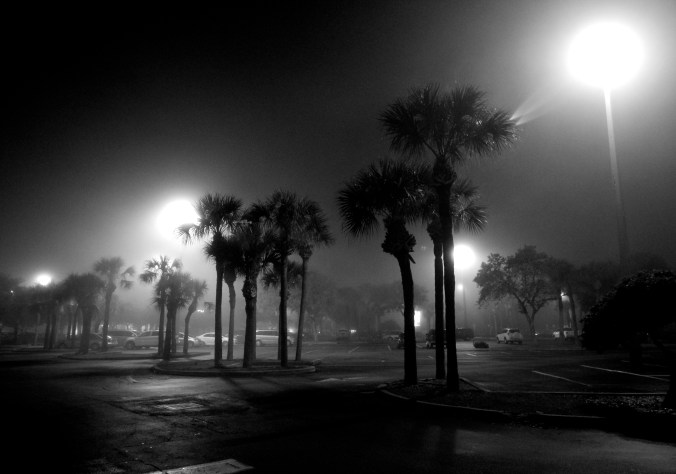 st pete beach fog palm trees