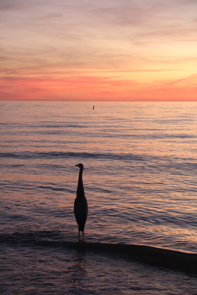 st pete's beach bird sunset