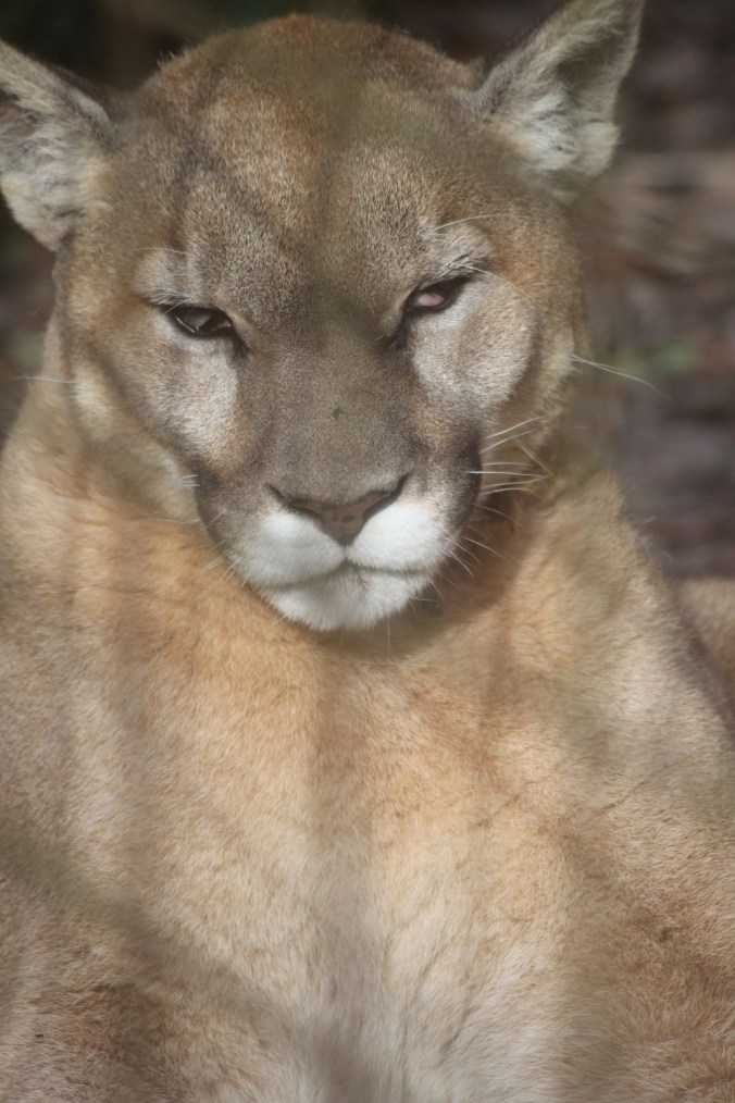 tampa big cat rescue cougar