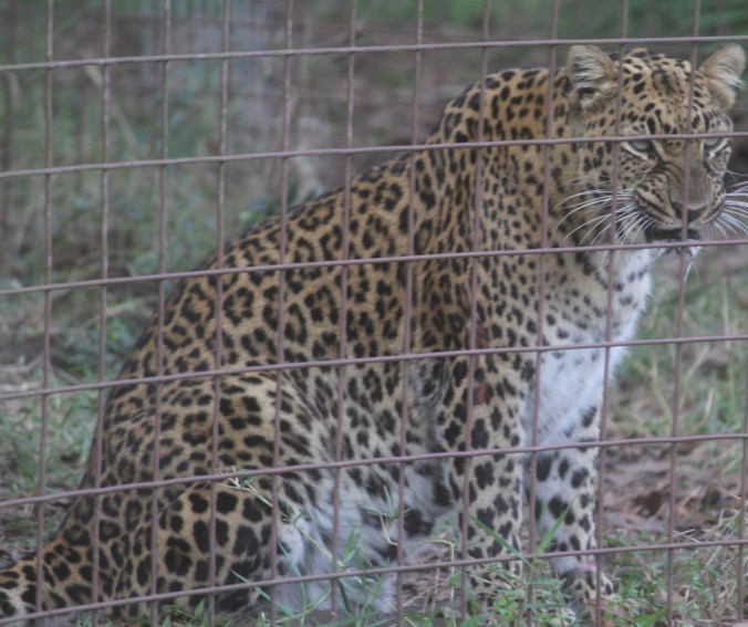 tampa big cat rescue leopard standing