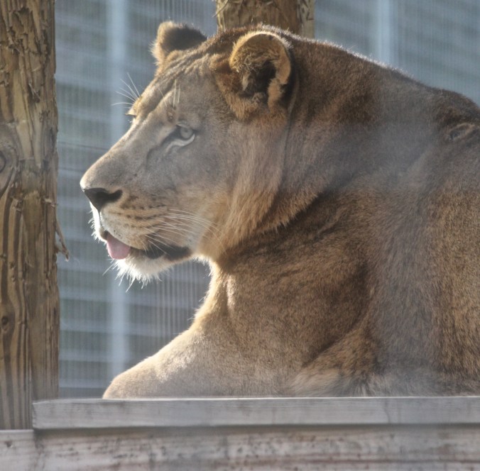 tampa big cat rescue lion profile