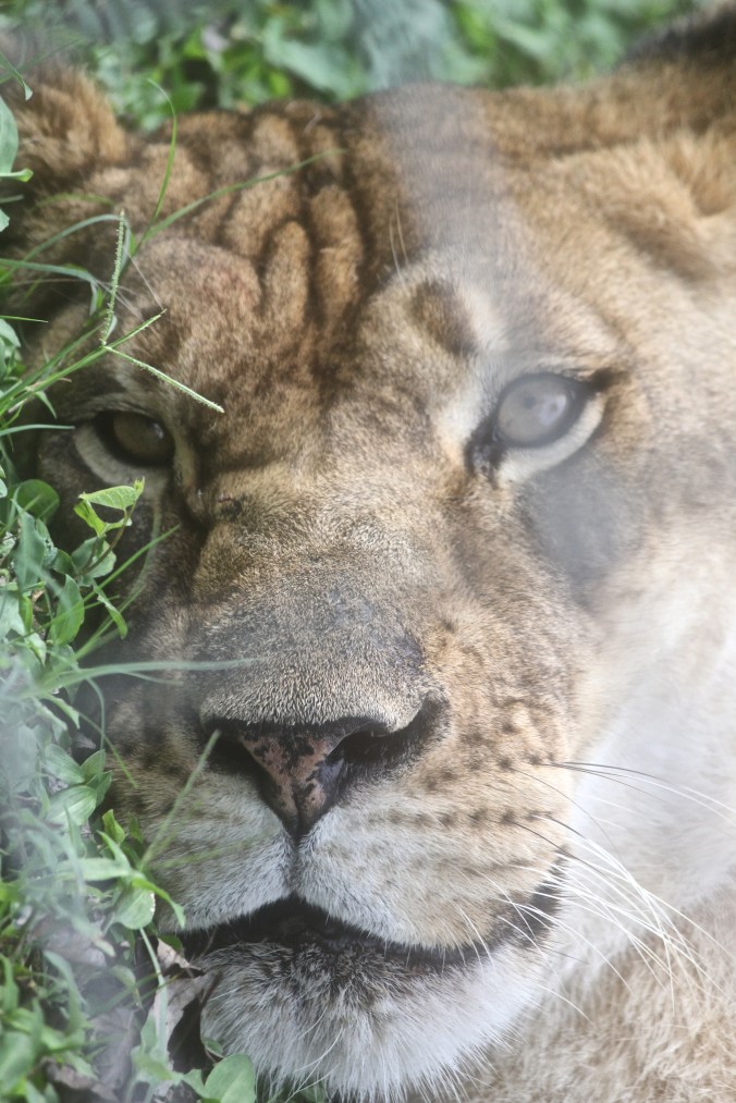 tampa big cat rescue lioness