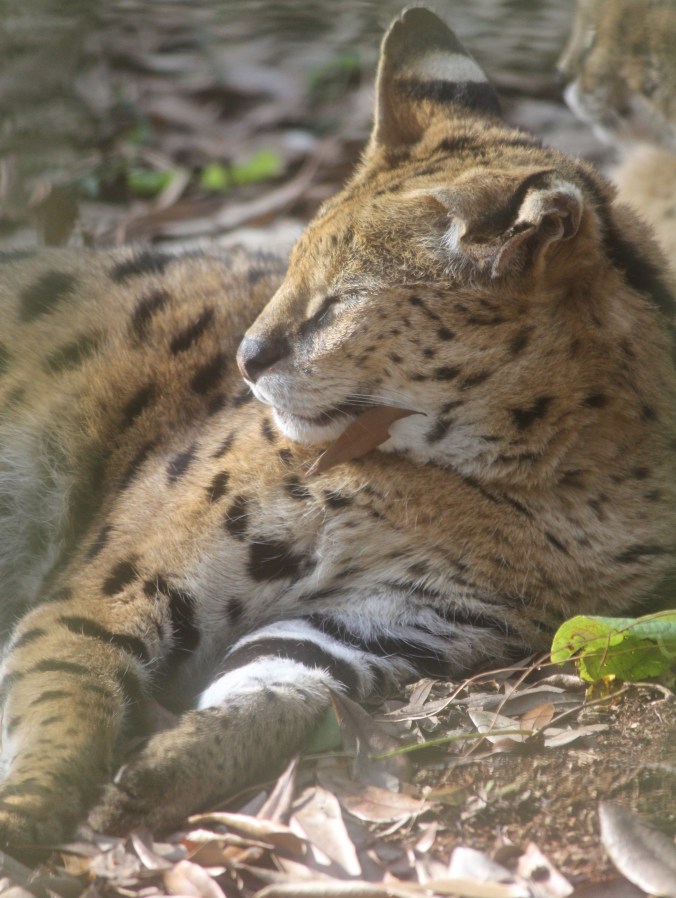 tampa big cat rescue lynx 2