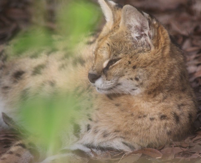 tampa big cat rescue lynx 4