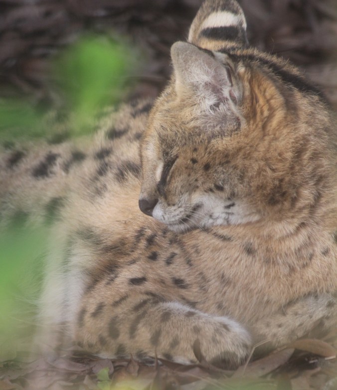 tampa big cat rescue lynx 5