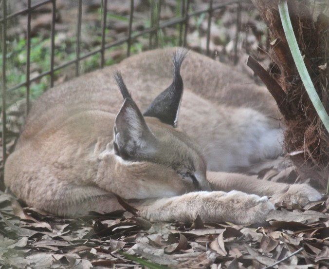 tampa big cat rescue lynx sleeping