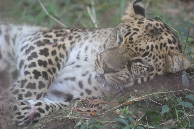 tampa big cat rescue sleeping leopard