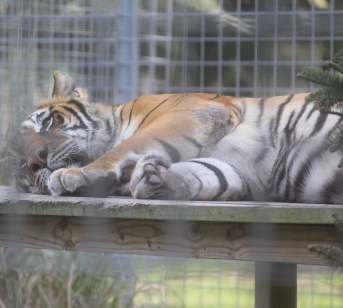 tampa big cat rescue tiger sleeping