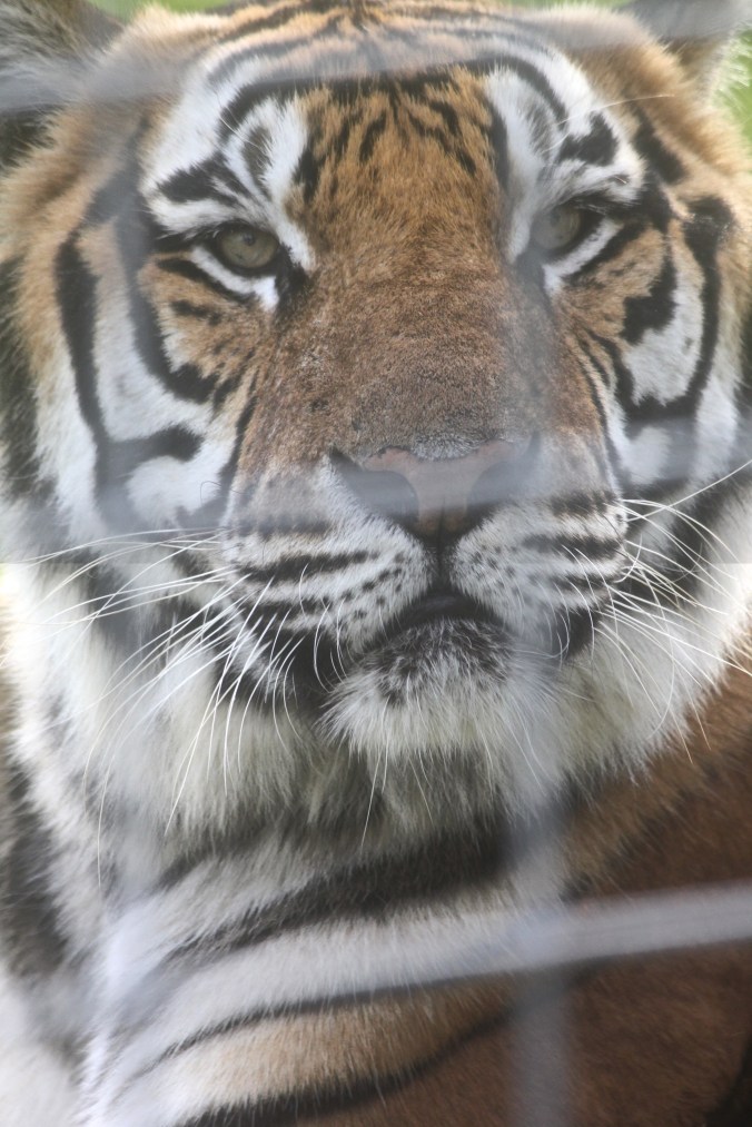 tampa big cat rescue tiger