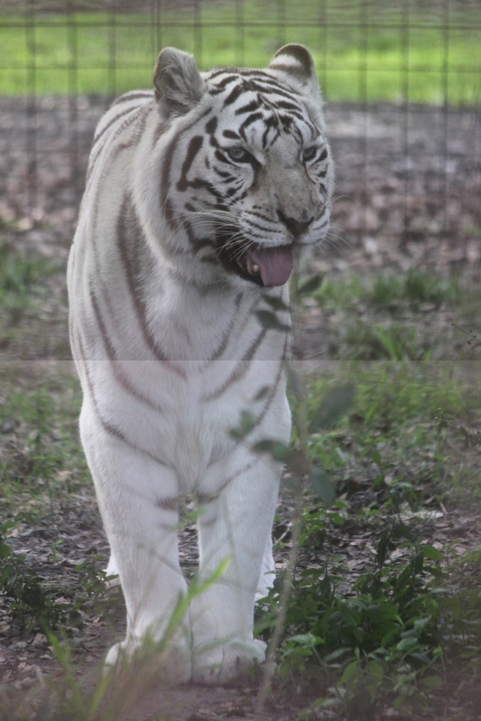 tampa big cat rescue white tiger