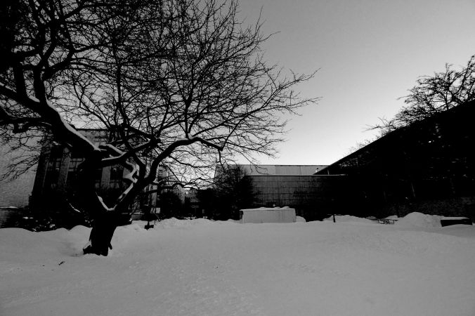 boston northeastern university tree big pile of snow