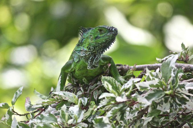 cayman islands queen elizabeth II botanical garden green iguana 2
