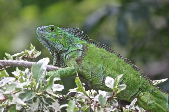 cayman islands queen elizabeth II botanical garden green iguana