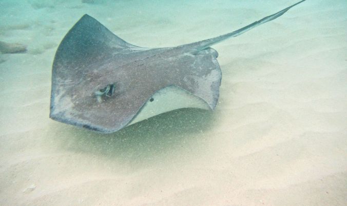 cayman islands stingray city stingrays 3