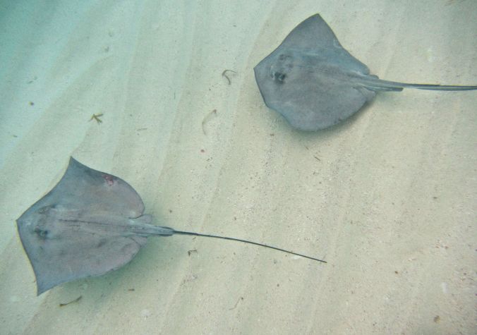 cayman islands stingray city stingrays 4