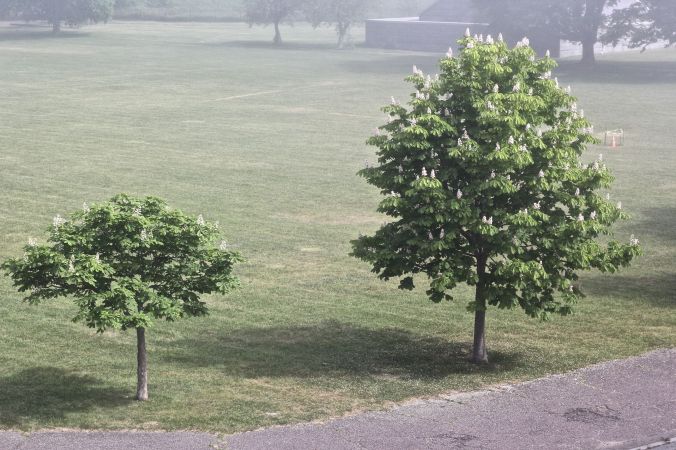 boston harbor island george's island fog trees