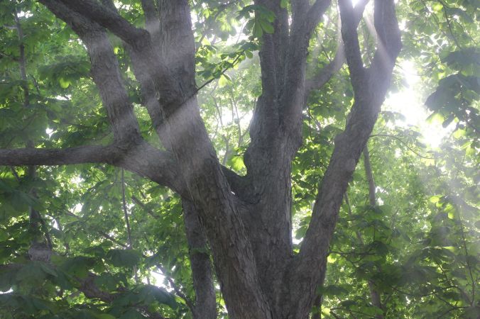 boston harbor island george's island light in tree 2