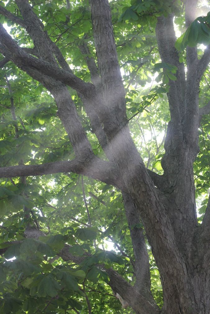 boston harbor island george's island light in tree 3
