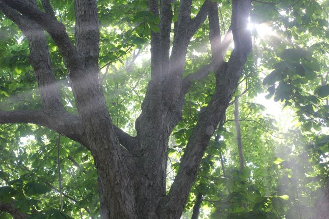 boston harbor island george's island light in tree