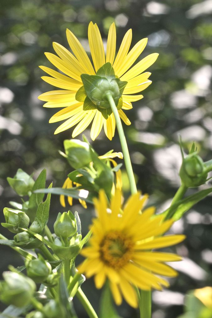 boston arnold arboretum flowers facing in two directions