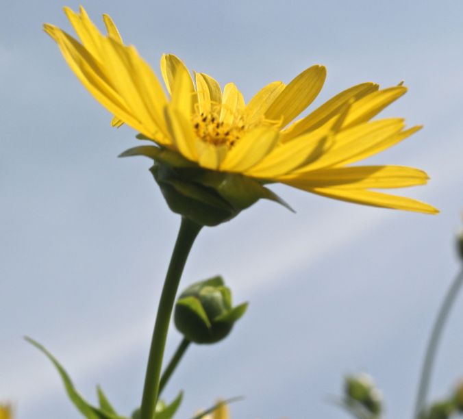 boston arnold arboretum yellow flower blue sky