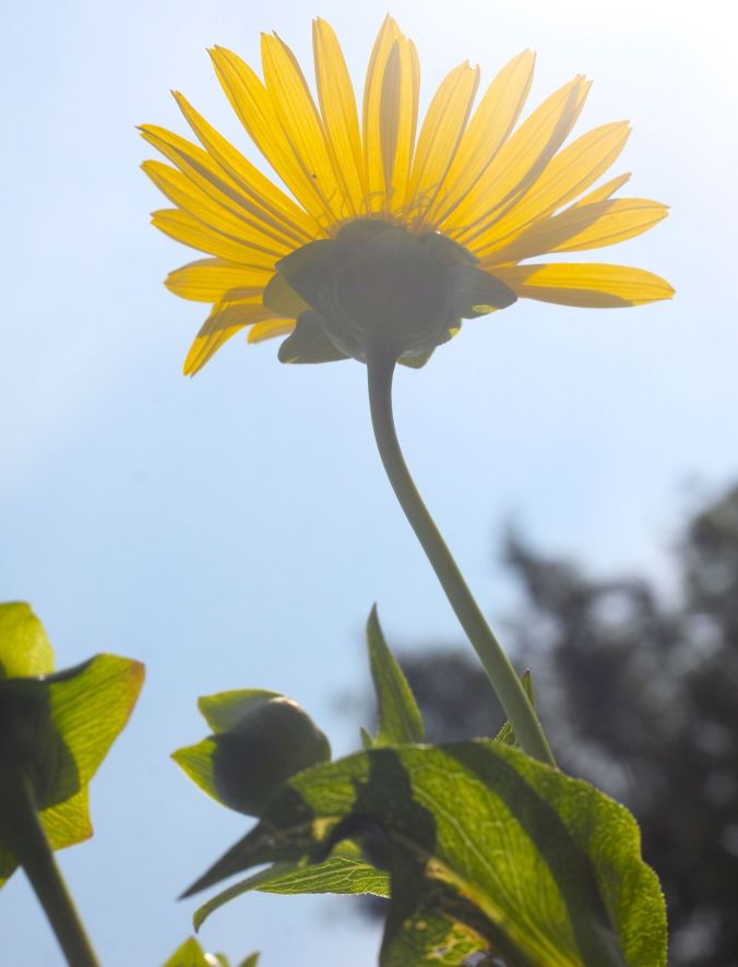 boston arnold arboretum yellow flower sunlight 3