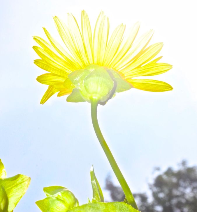 boston arnold arboretum yellow flower sunlight
