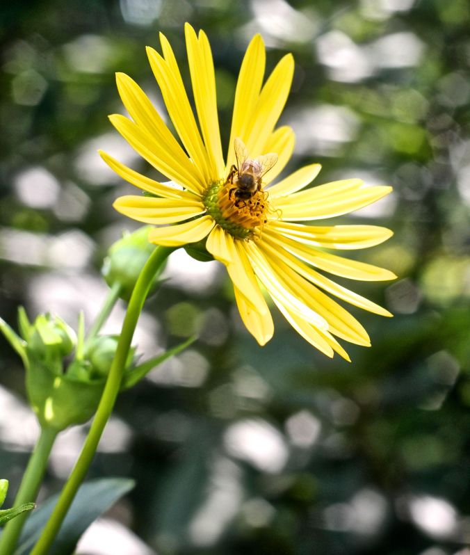 boston arnold arboretum yellow flower with bee