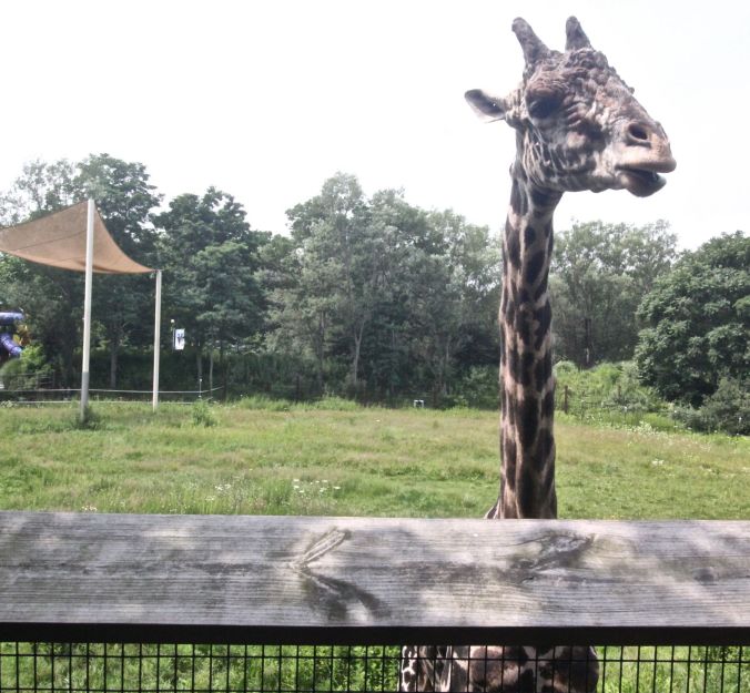 boston franklin park zoo giraffe experience 3