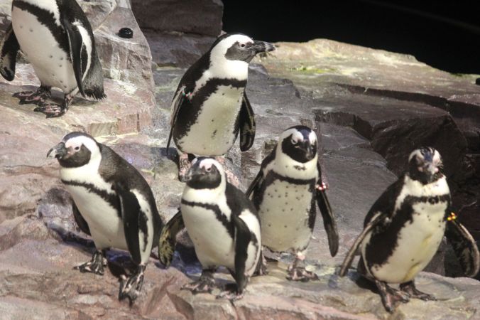 boston new england aquarium july 6 2015 penguins 3