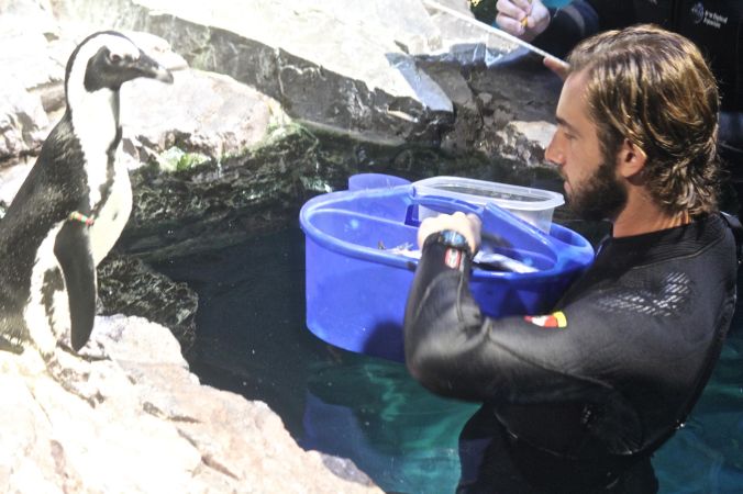 boston new england aquarium july 6 2015 penguins 4