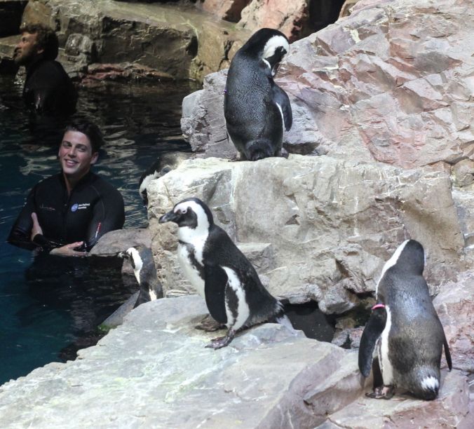 boston new england aquarium july 6 2015 penguins 5