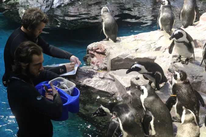 boston new england aquarium july 6 2015 penguins