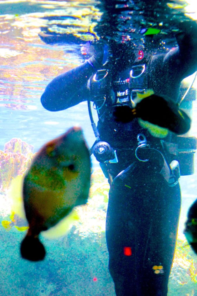 boston new england aquarium july 6 2015 scuba diver 2