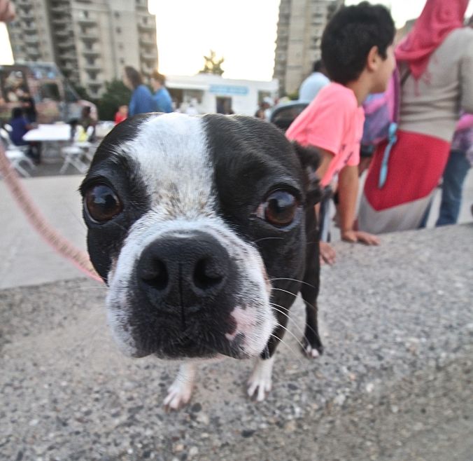 boston revere beach sand sculpture festival boston terrier