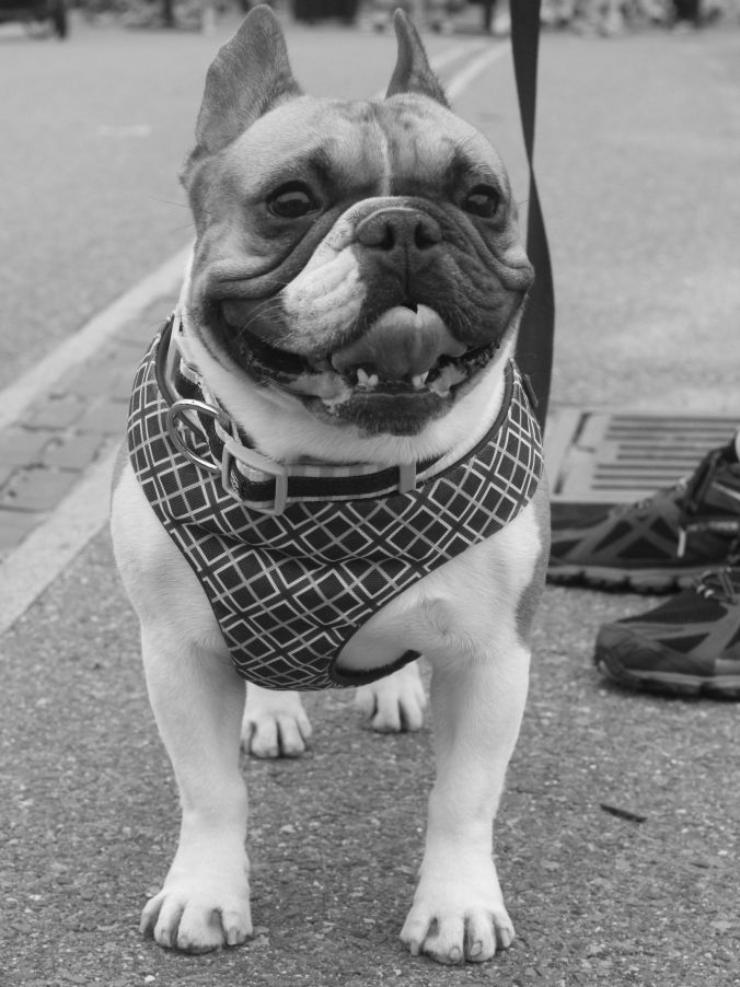 boston USS Constitution french bulldogs 2