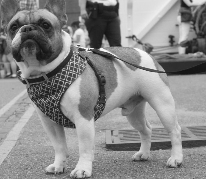 boston USS Constitution french bulldogs 3