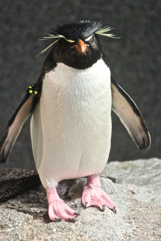 boston new england aquarium rock hooper penguins 2