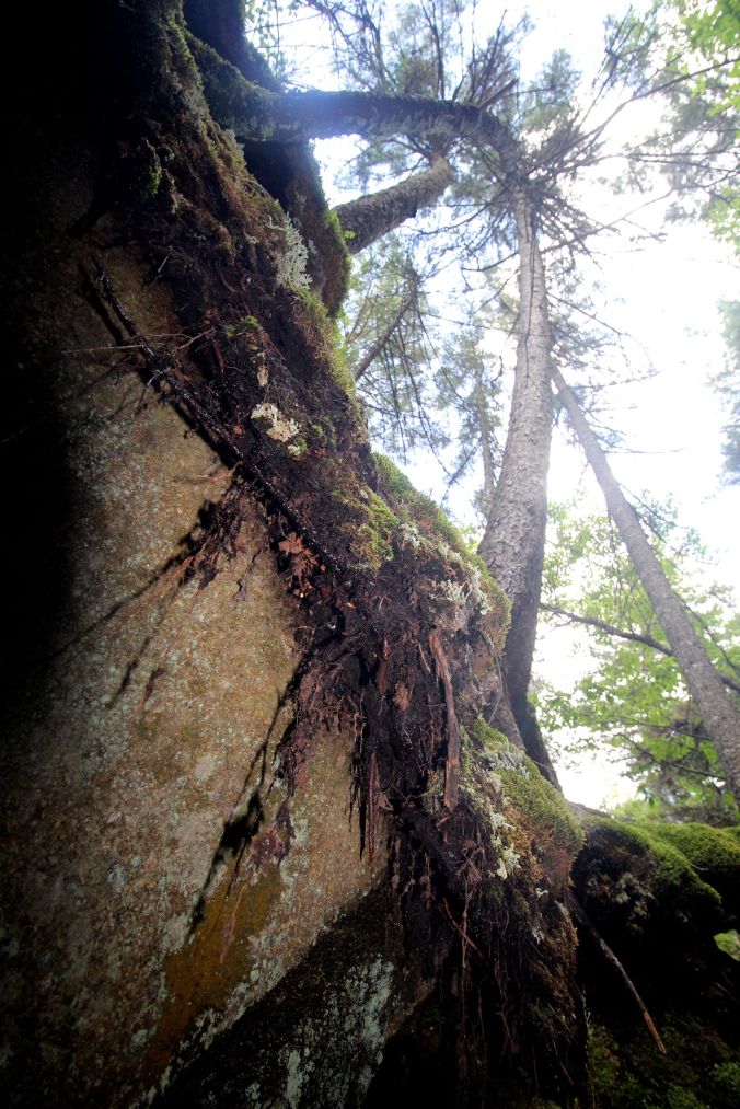 new hampshire woodstock white mountains lost river cave view roots trees