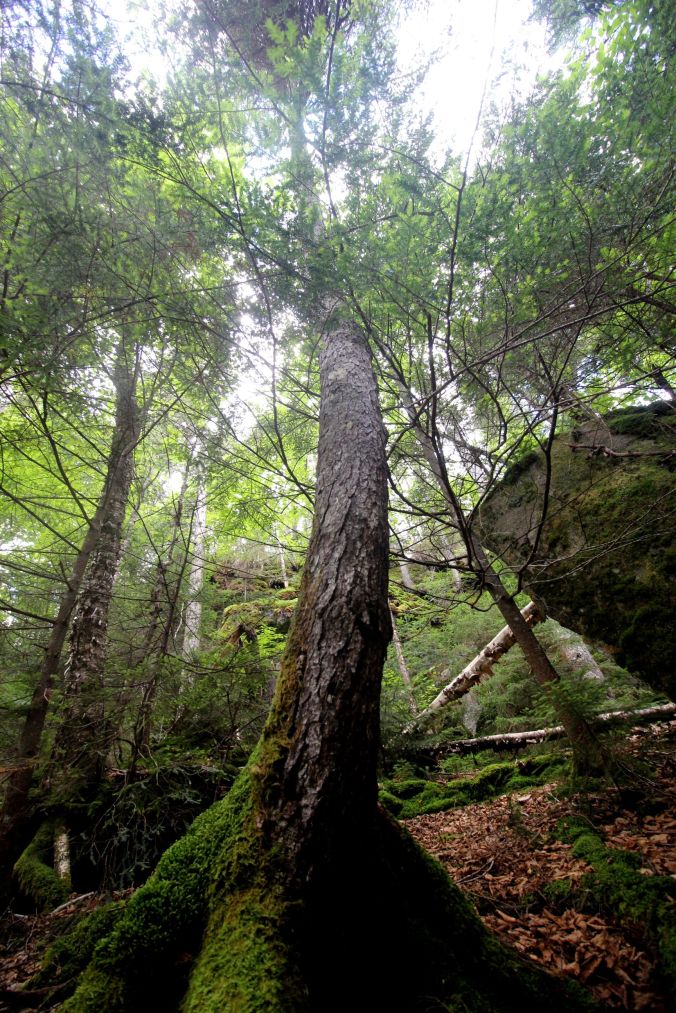 new hampshire woodstock white mountains lost river tree curved