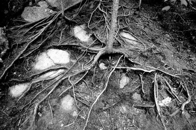 new hampshire woodstock white mountains lost river tree roots