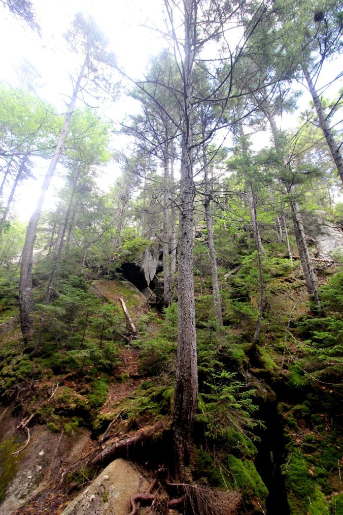 new hampshire woodstock white mountains lost river trees