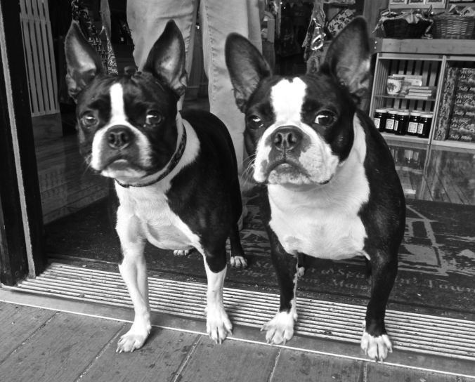 maine mount desert island bar harbor boston terriers