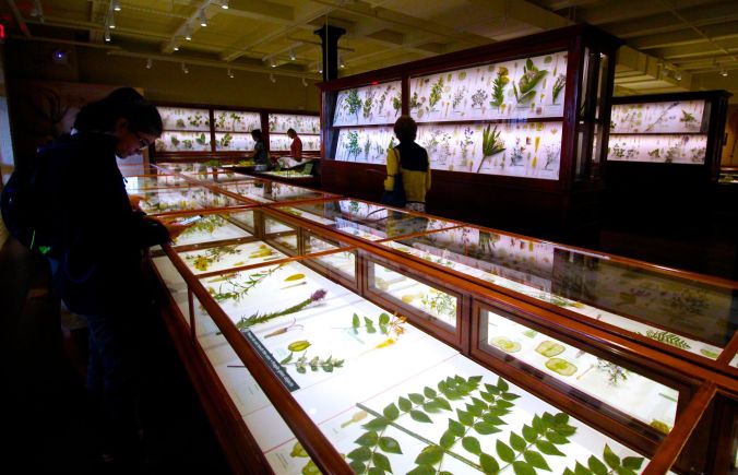 cambridge harvard art museum glass flowers exhibit renovation reopened 6