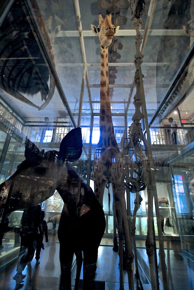 cambridge harvard natural history museum giraffe