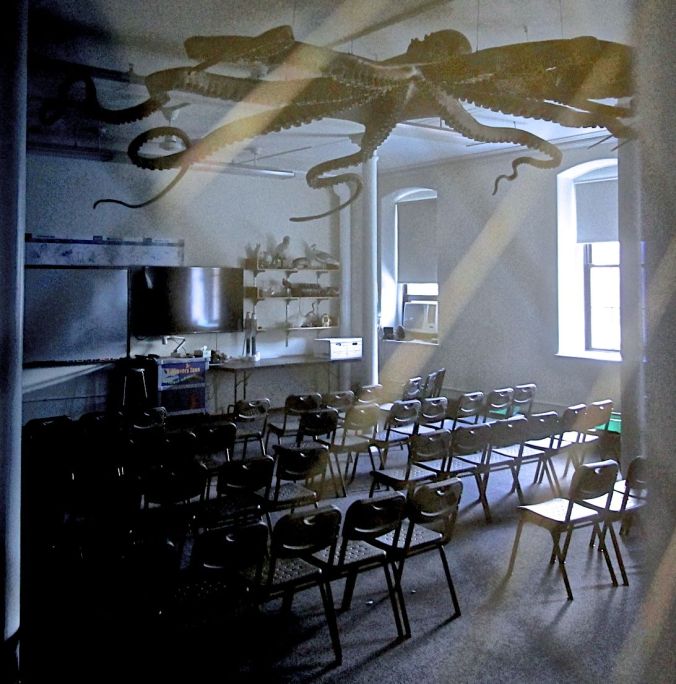 cambridge harvard natural history museum octopus classroom