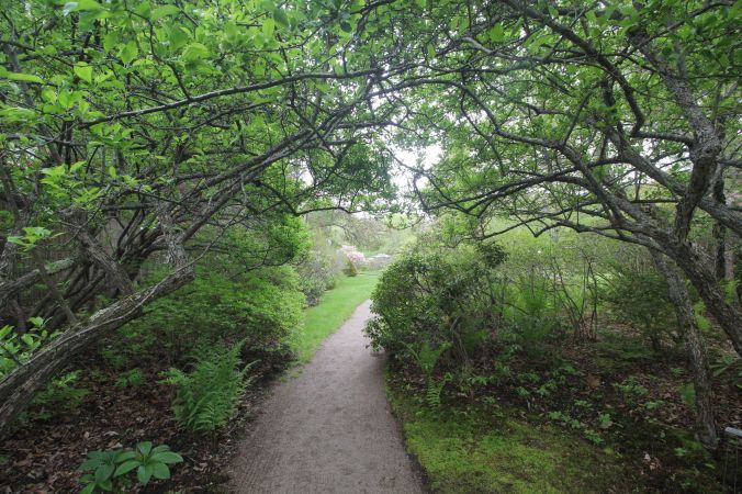 maine mount desert island azalea garden 1